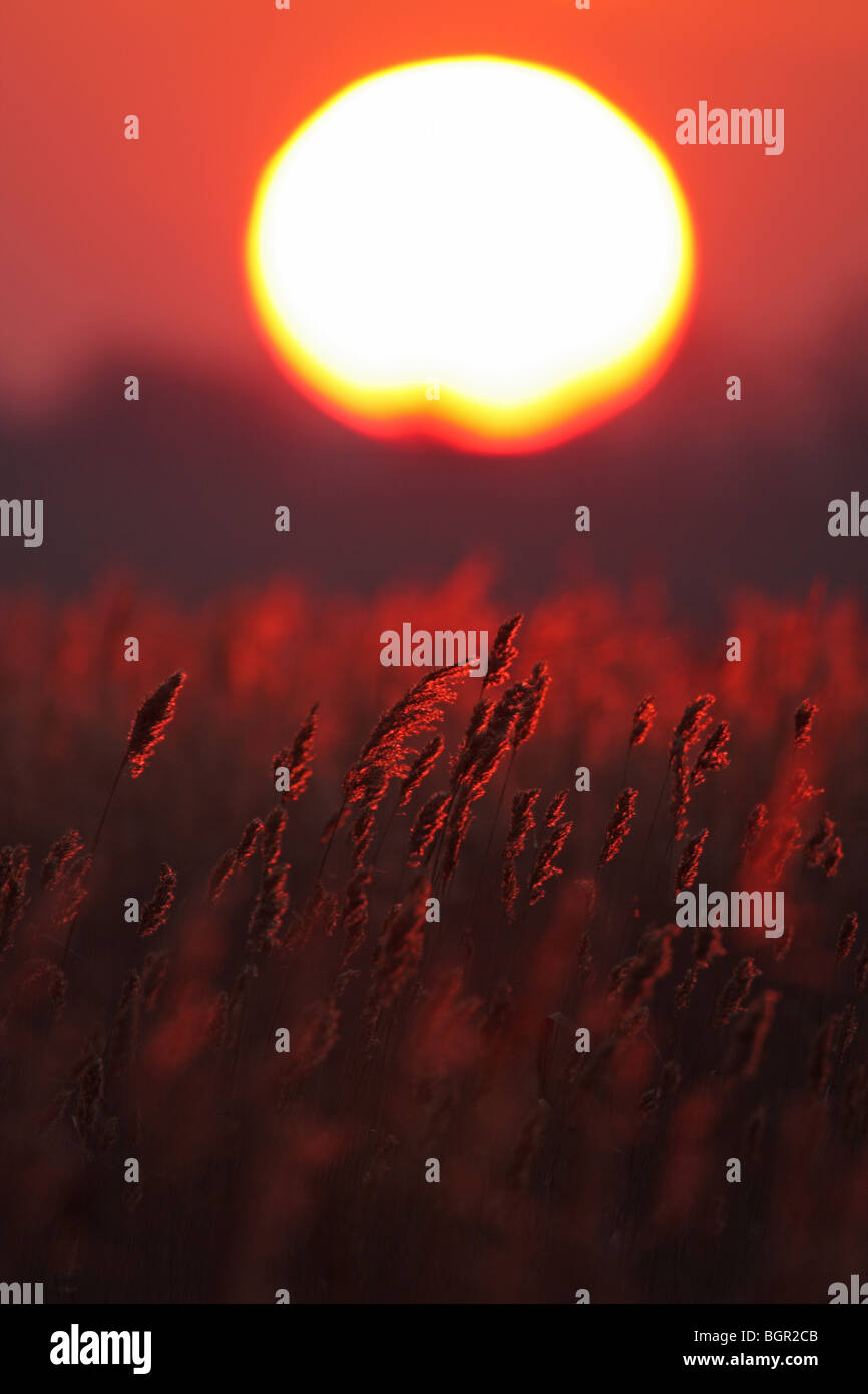 Un tramonto con reed (Phragmites australis) Durankulak Lago, Bulgaria, Europa Foto Stock