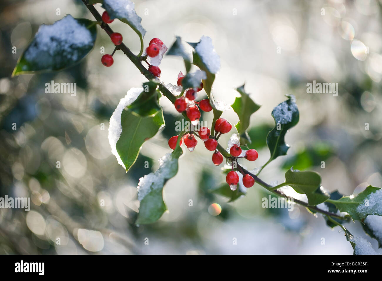 Holly, foglie e bacche (Ilex aquifolium) e fusione di neve. Foto Stock