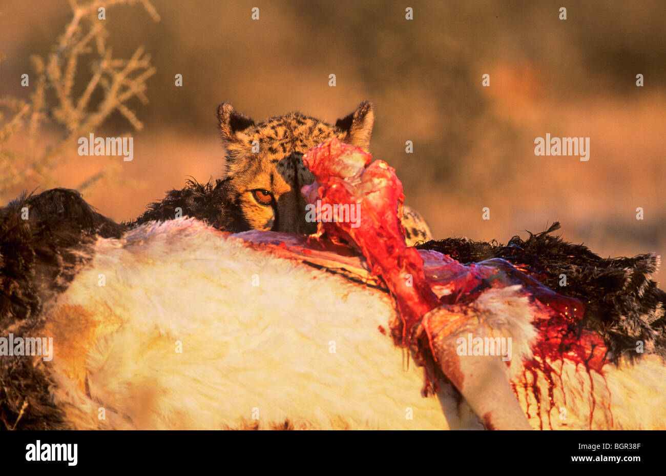Cheetah, Acinonyx jubatus, struzzo a uccidere, Kgalagadi Parco transfrontaliero, Sud Africa Foto Stock