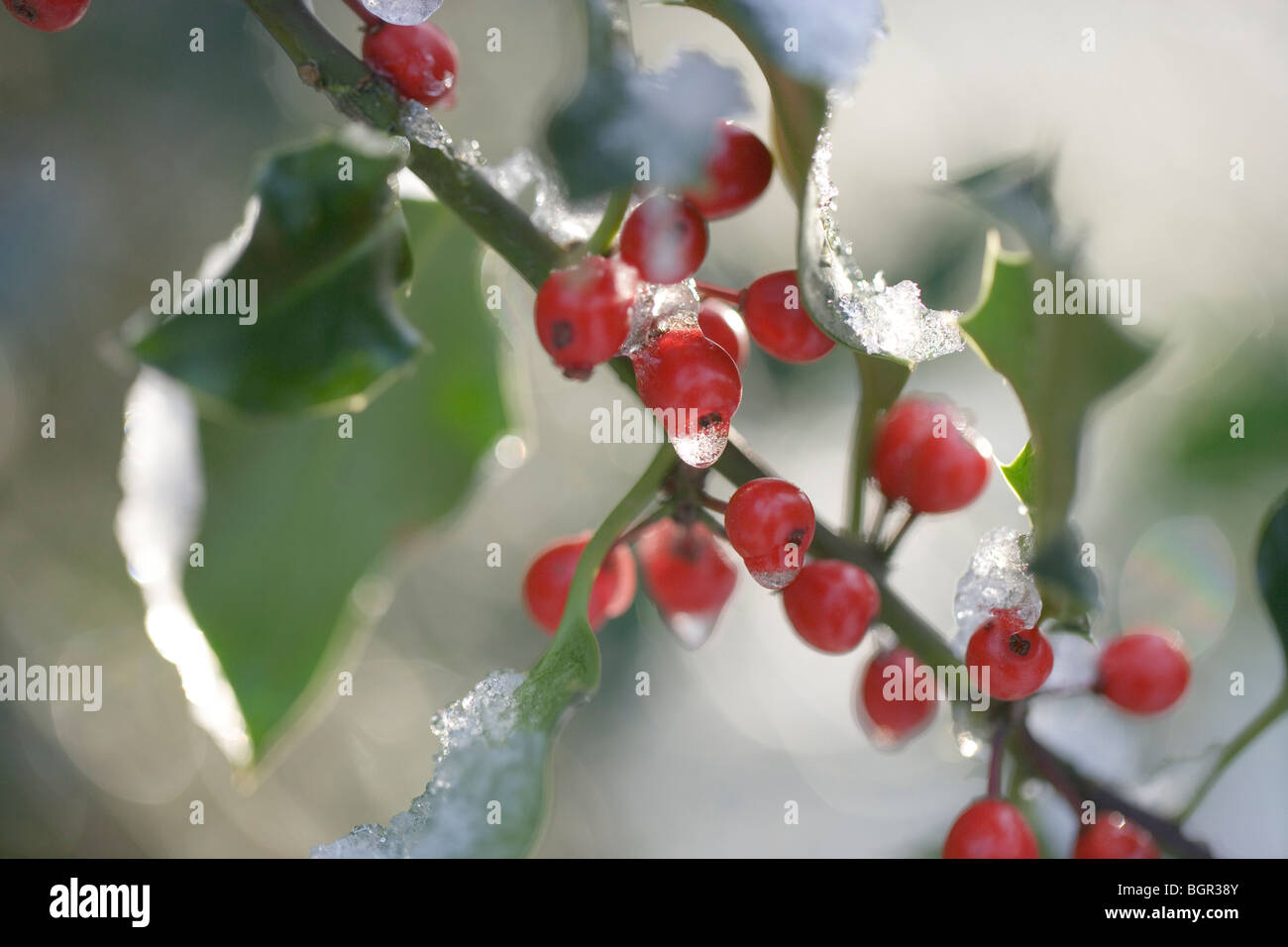 Holly e di frutti o di bacche (Ilex aquifolium). In inverno, la neve di fusione Foto Stock