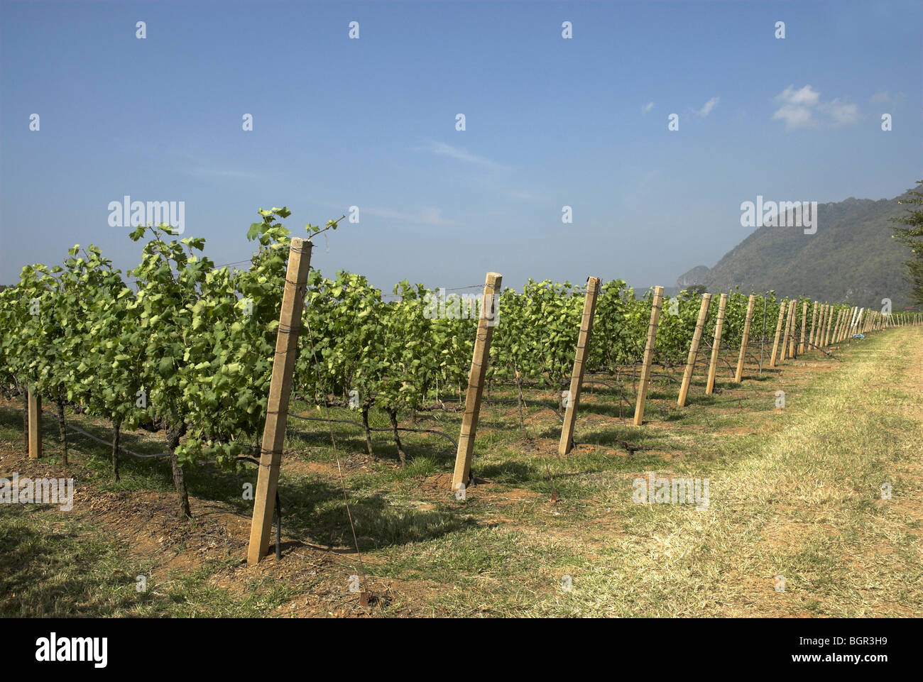 Granmonte station wagon, Asoke Valley, Khao Yai, Thailandia. Foto Stock