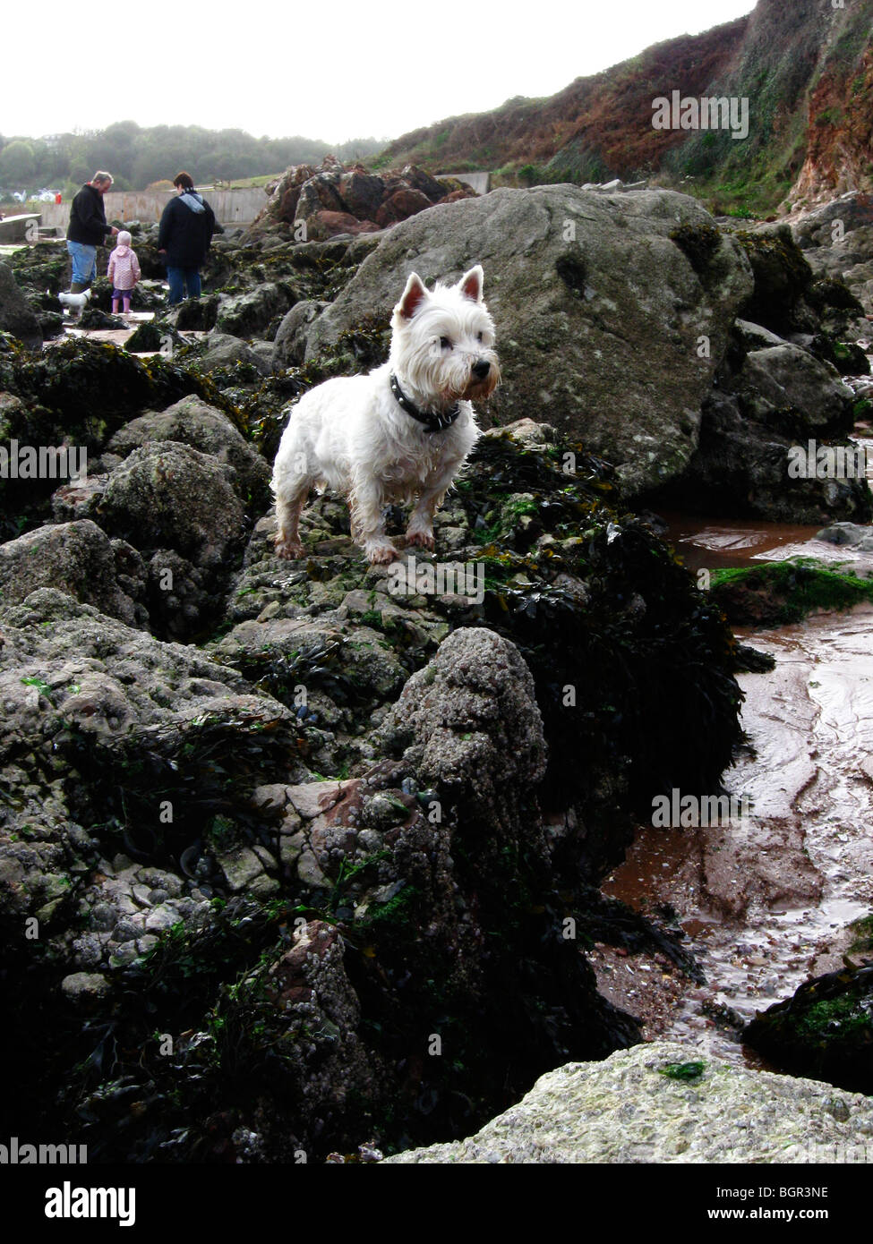 Un po' di West Highland terrier cane, cercando di alert su rocce su una spiaggia. Foto Stock