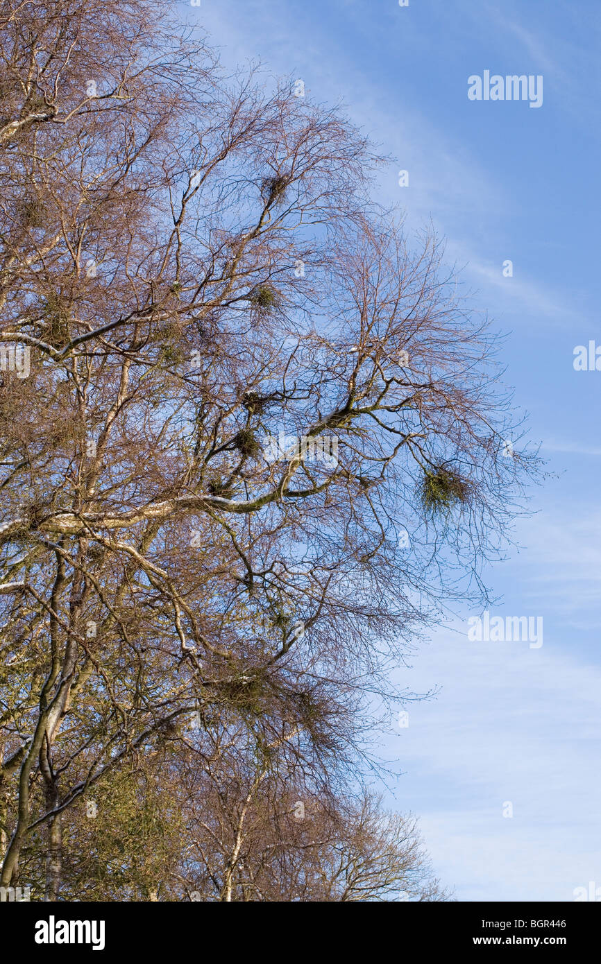 Peluria o Hairy Birch (Betula pubescens) usurata o parasatized da "streghe-ginestra', fungo (Taphrina betulina). Foto Stock