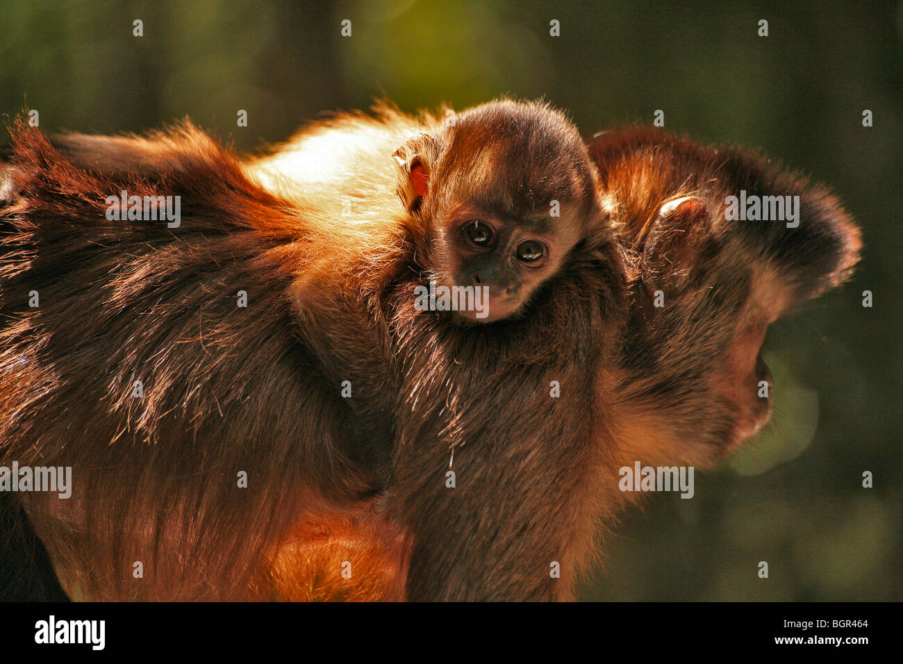 Baby scimmia cappuccino sul retro dell adulto con il bambino guardando la fotocamera Foto Stock