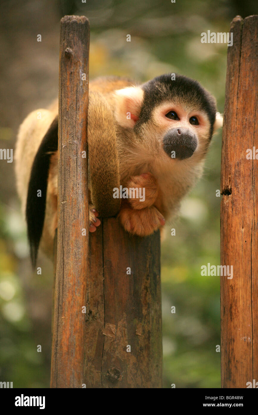 Scimmia di scoiattolo rannicchiato sul palo di legno Foto Stock