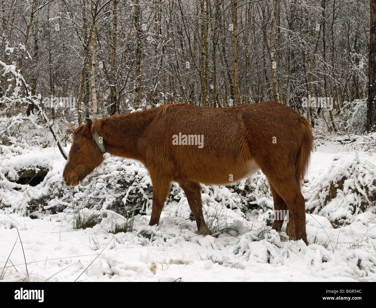 Pony selvatici in una coperta di neve New Forest Hampshire REGNO UNITO Foto Stock