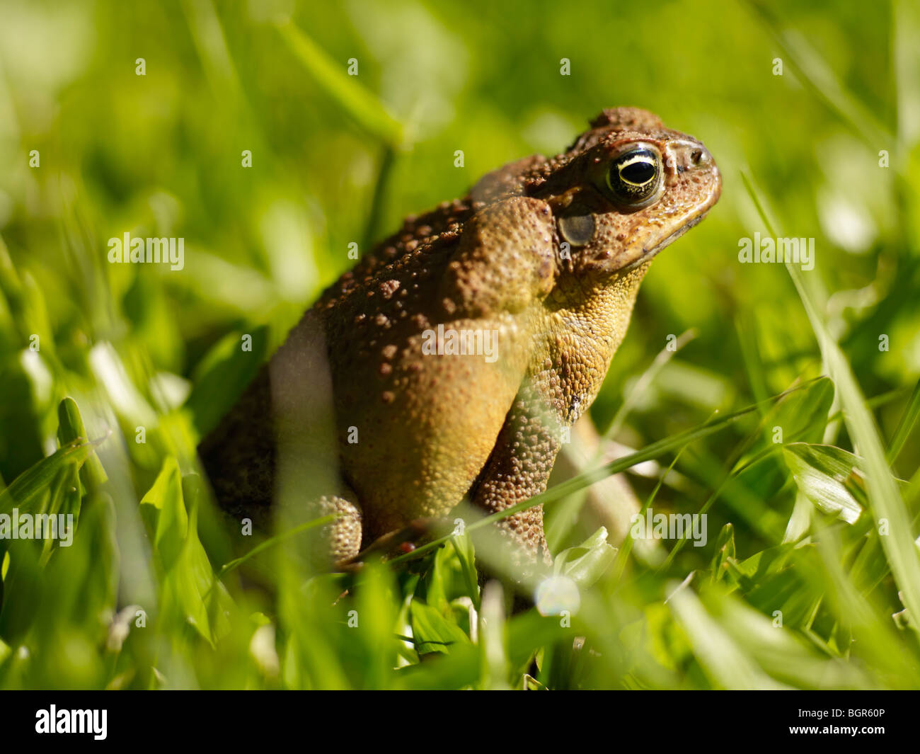 Close-up di canna da zucchero toad Queensland Australia Foto Stock