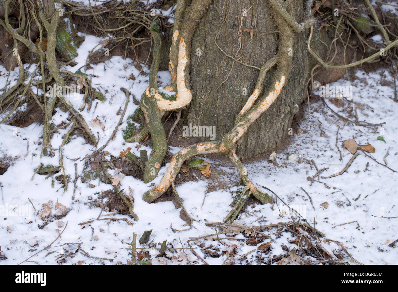 Coniglio (oryctolagus cuniculus) danni di edera (Hedera helix) nel duro inverno meteo quando gli altri alimenti meno ottenibile. Foto Stock