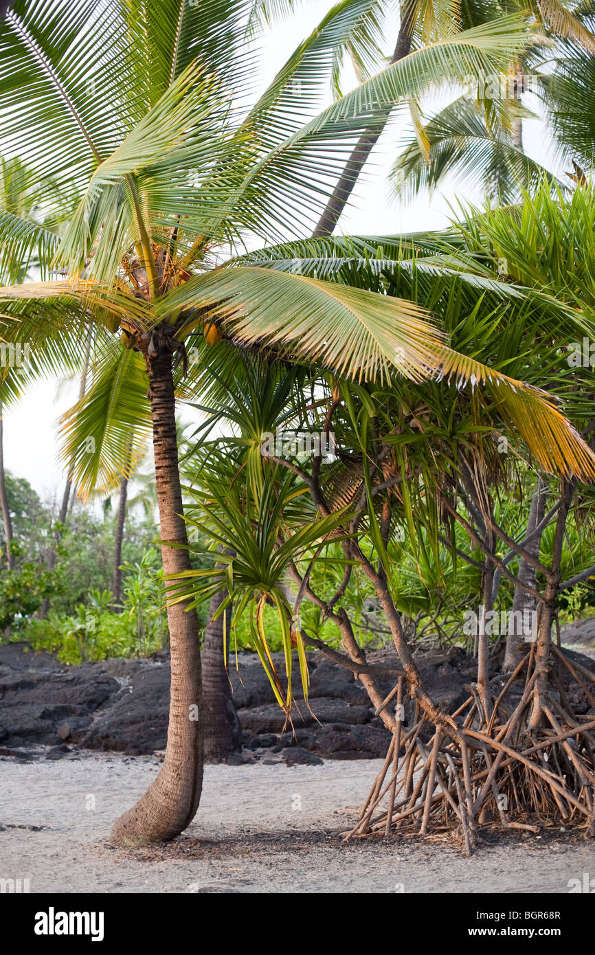 Un albero di palma in paradiso Foto Stock