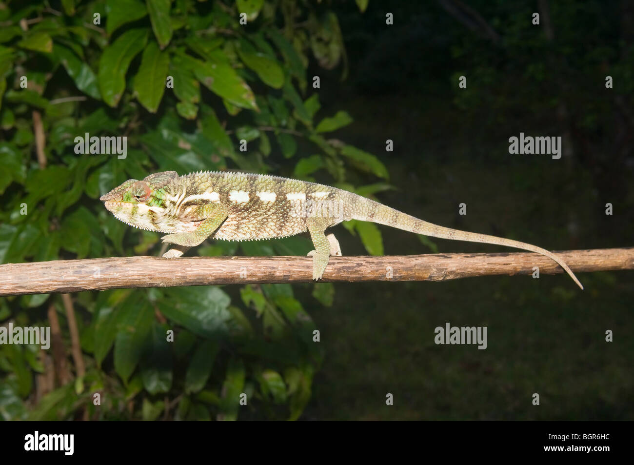 Panther Chameleon (Furcifer pardalis), Madagascar Foto Stock