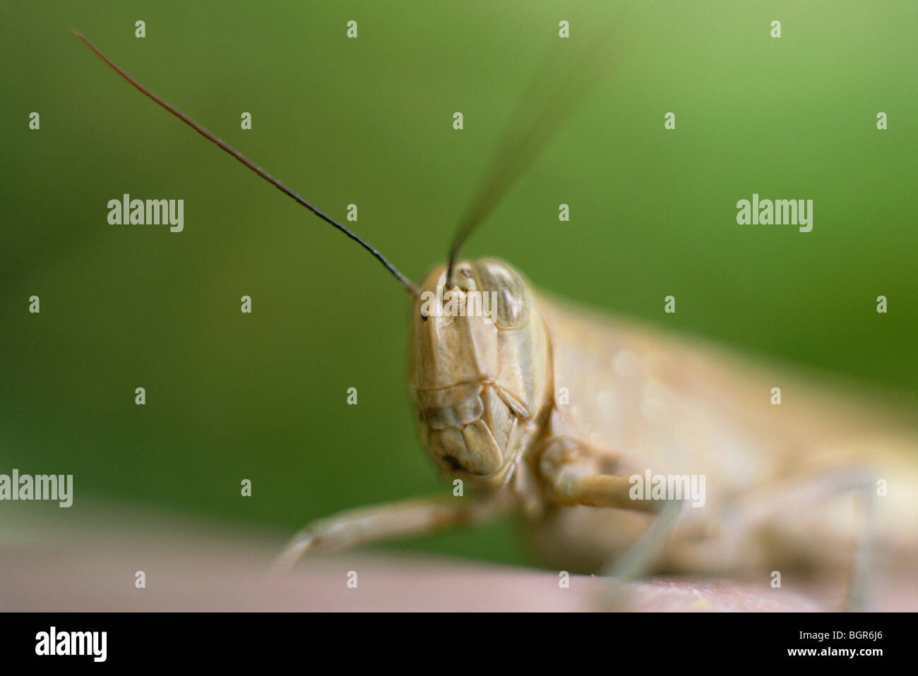 Grasshopper close-up vista macro Foto Stock