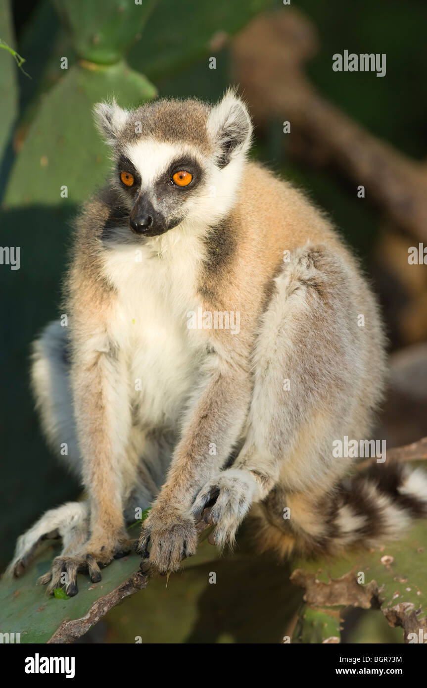 Anello-tailed Lemur (Lemur catta), Madagascar Foto Stock
