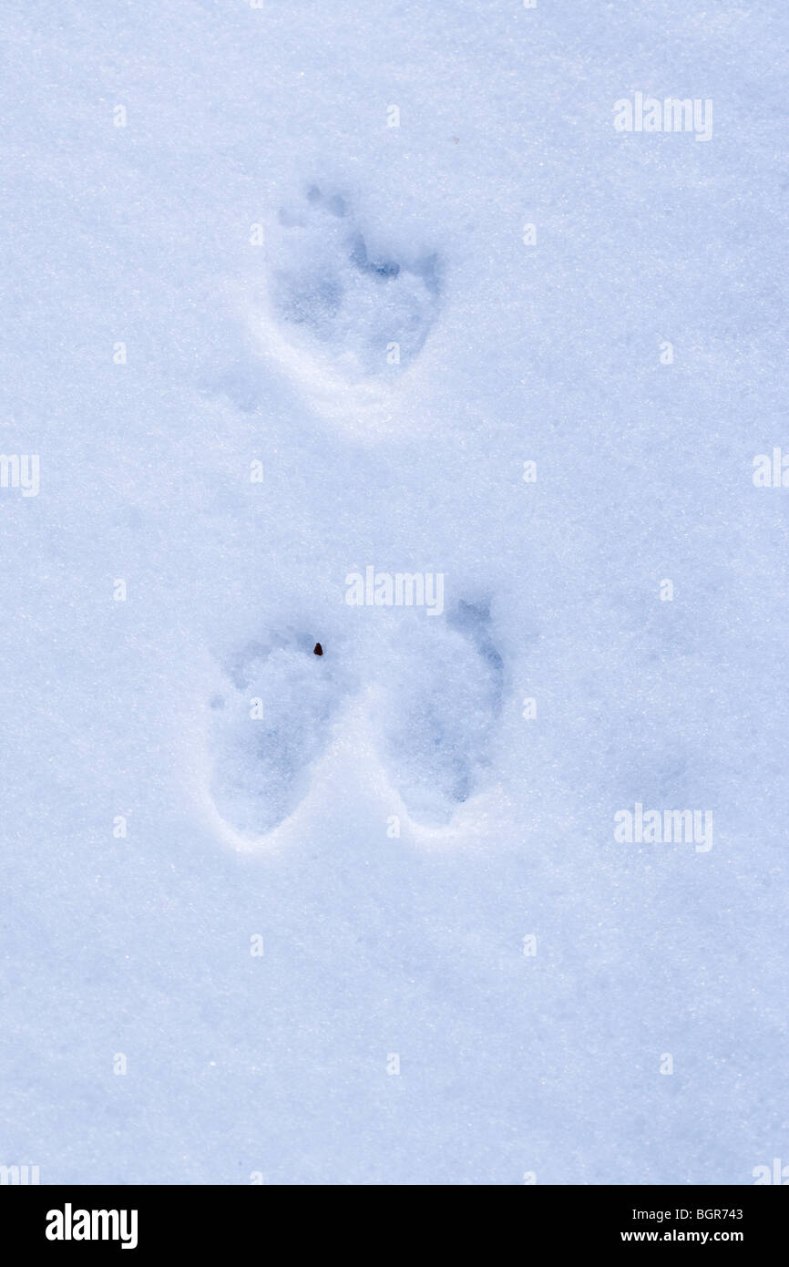 Coniglio (oryctolagus cuniculus). Footprints​ nella neve. Avampiedi top, piedi posteriori al di sotto. Le posizioni relative suggeriscono l'animale è stato stazionario. Alcuni infill Foto Stock