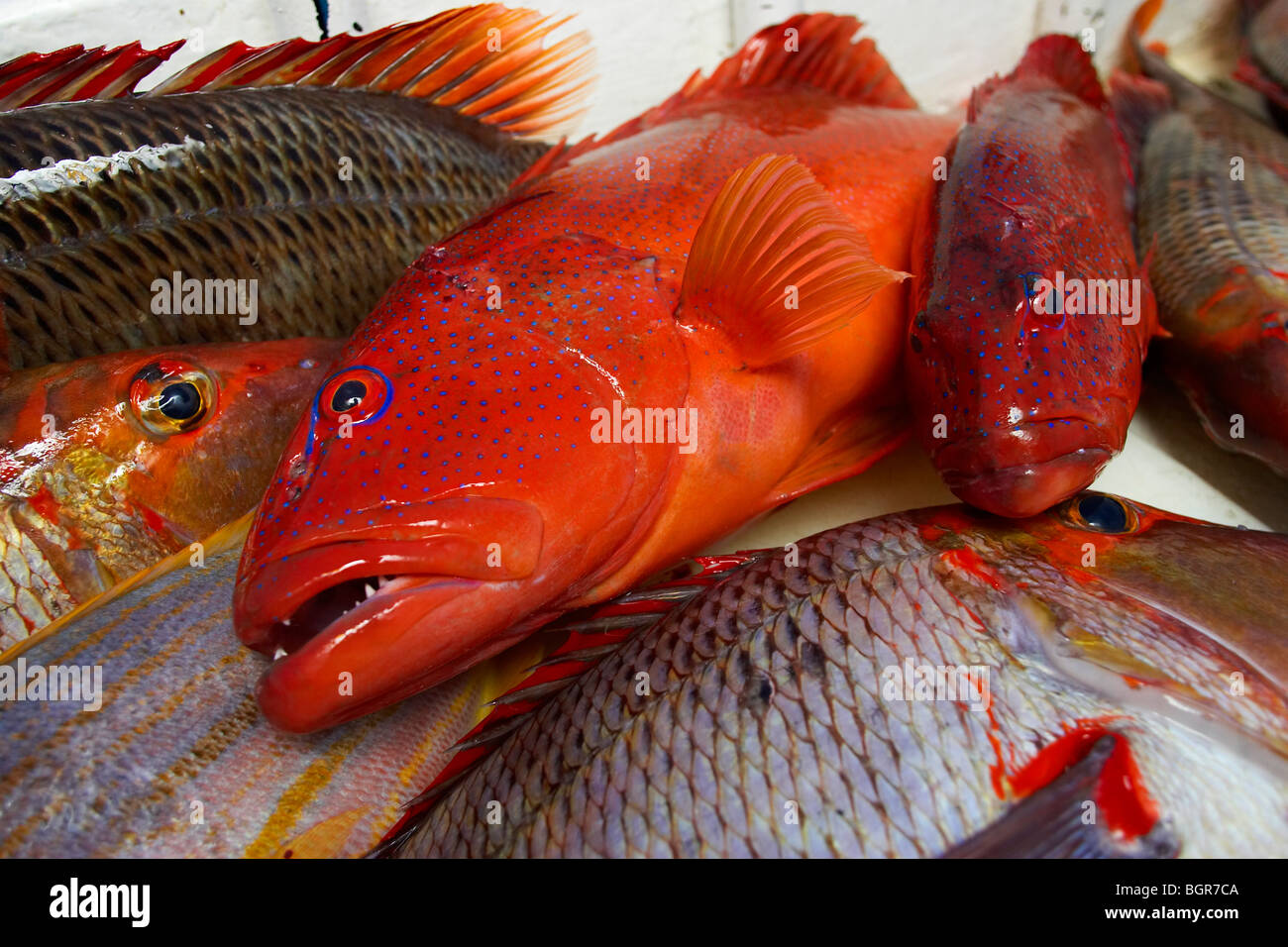 Reef di fresco pesce pescato sulla Grande Barriera Corallina in Australia Foto Stock