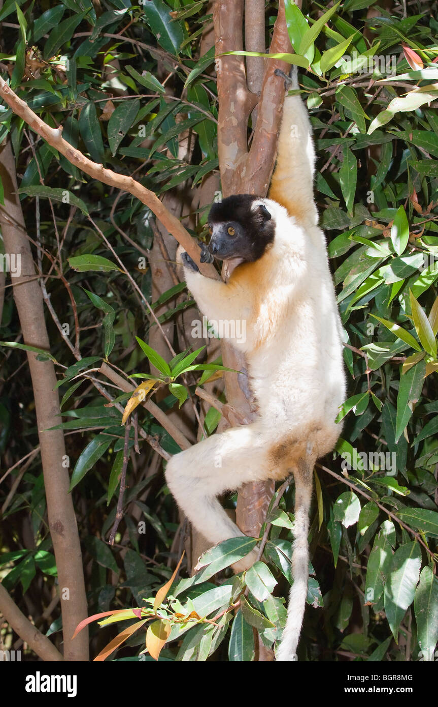 Incoronato Sifaka (Propithecus coronatus), Madagascar Foto Stock