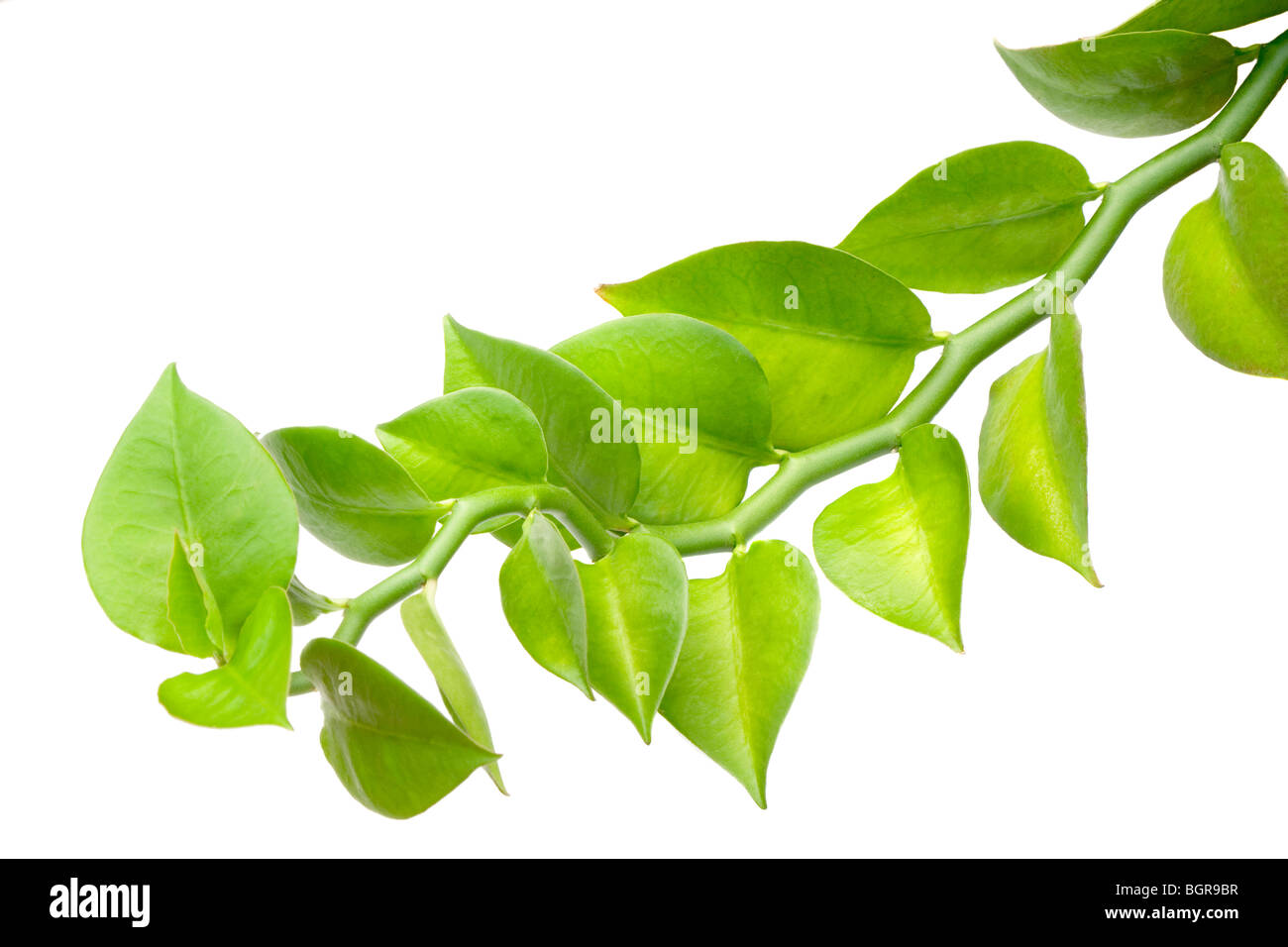 Ramo di foglie verdi isolati su sfondo bianco Foto Stock