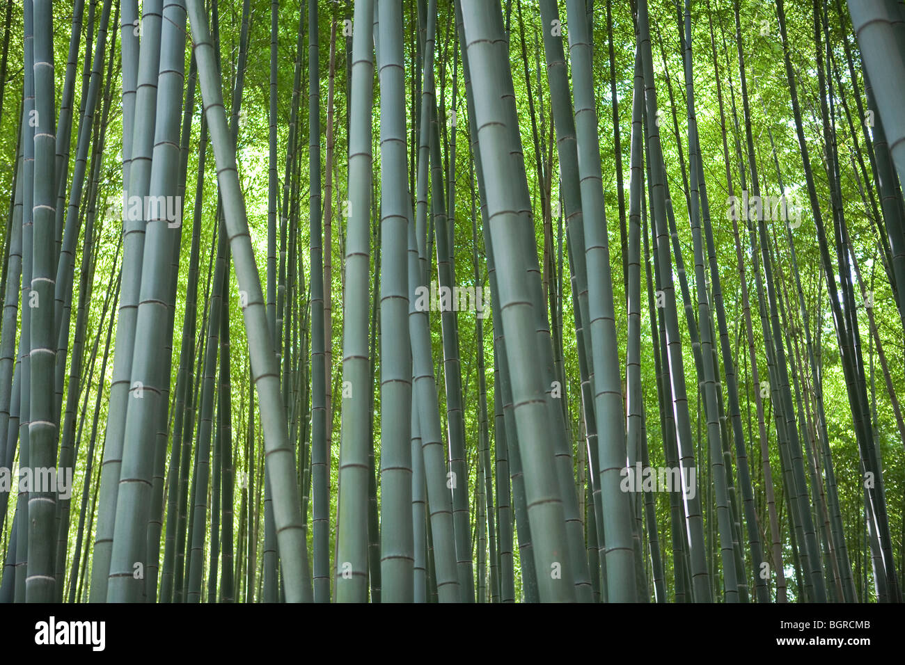 Foresta di Bamboo, Giappone. Foto Stock