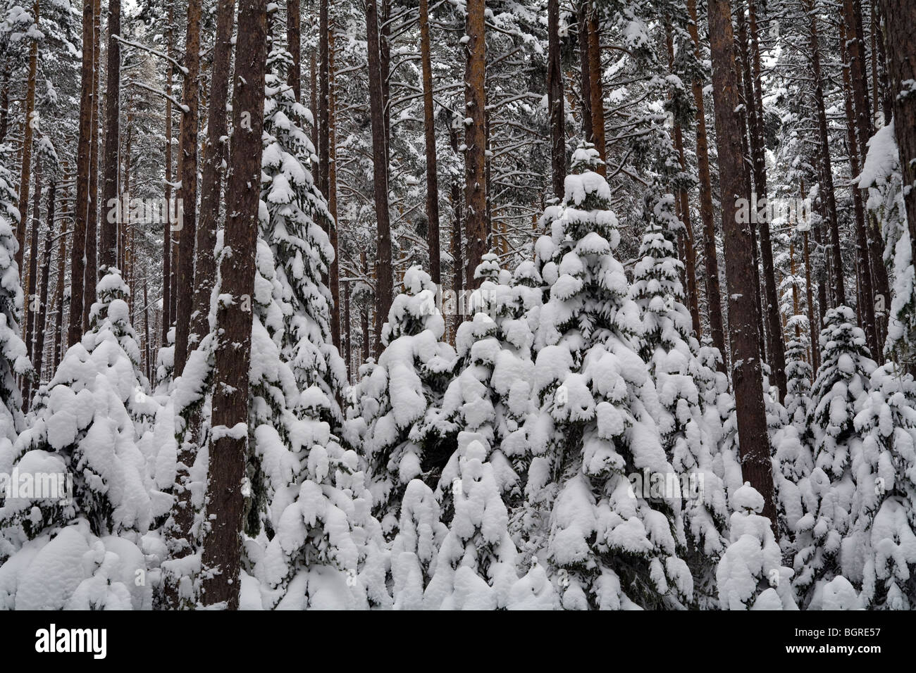 Coperte di neve la foresta di pini di montagna Aladag Bolu Turchia Foto Stock