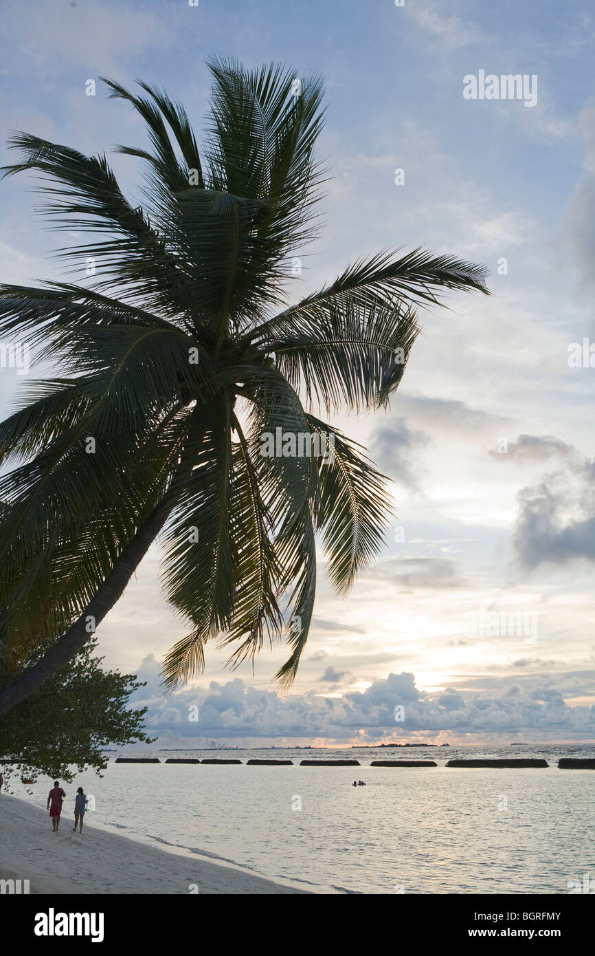 Un albero di palme sulla spiaggia al tramonto, Maldive. Foto Stock