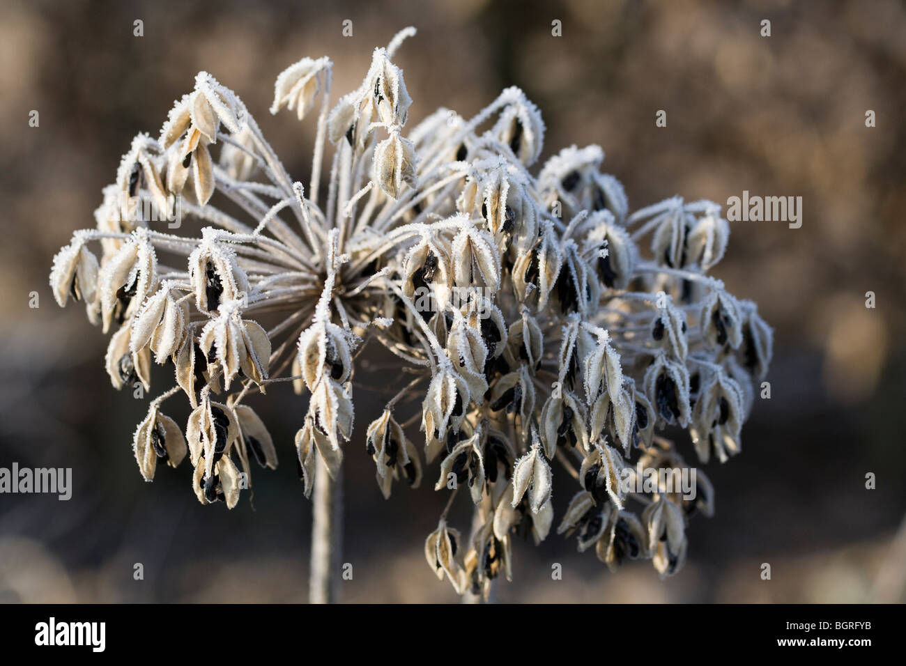 Close-up di seme head di Agapanthus coperto di brina trasformata per forte gradiente, Gennaio 2010 Foto Stock