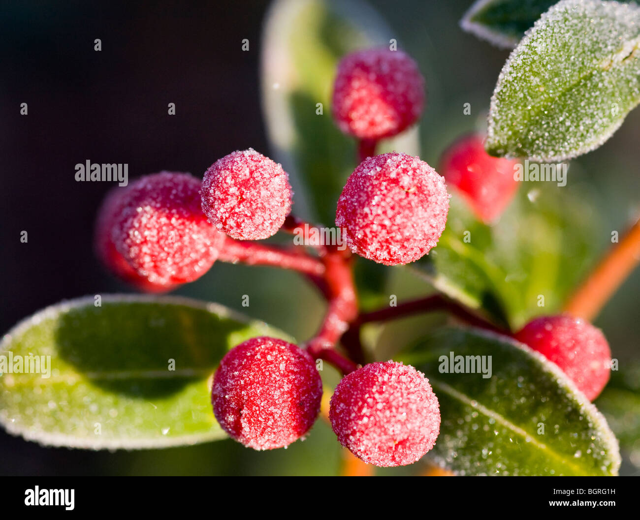 Close-up di Skimmia Japonica bacche coperto con trasformata per forte gradiente frost, Gennaio 2010 Foto Stock