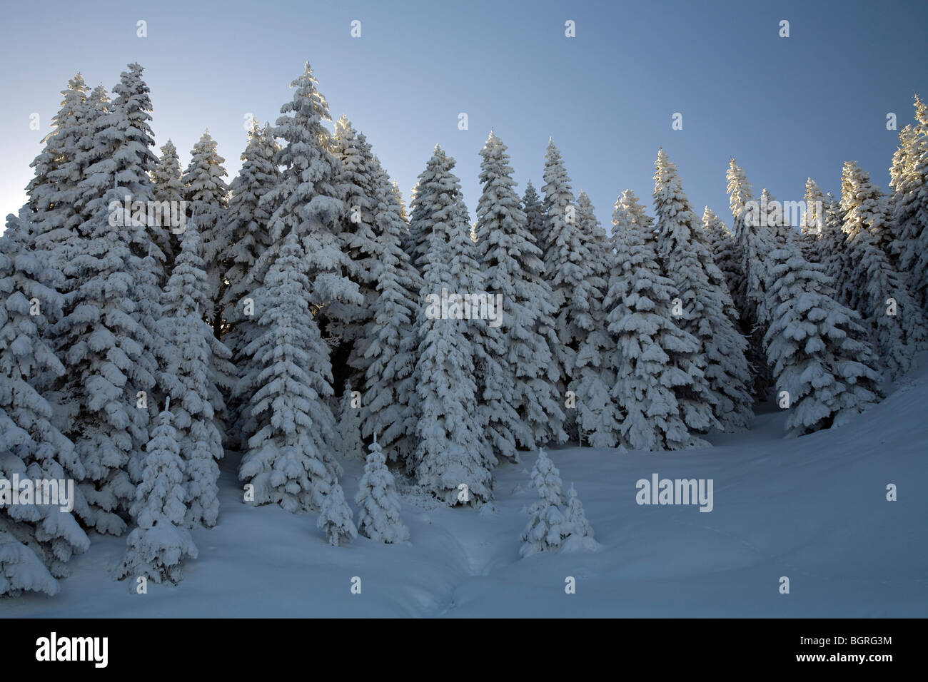 Coperte di neve la foresta di pini di montagna Aladag Bolu Turchia Foto Stock