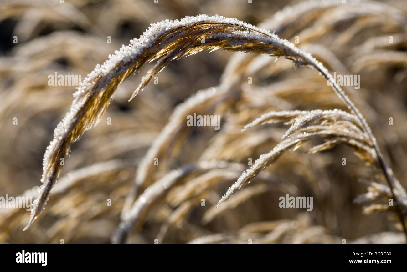 Close-up di trasformata per forte gradiente gelo su erba ornamentale, Gennaio 2010 Foto Stock