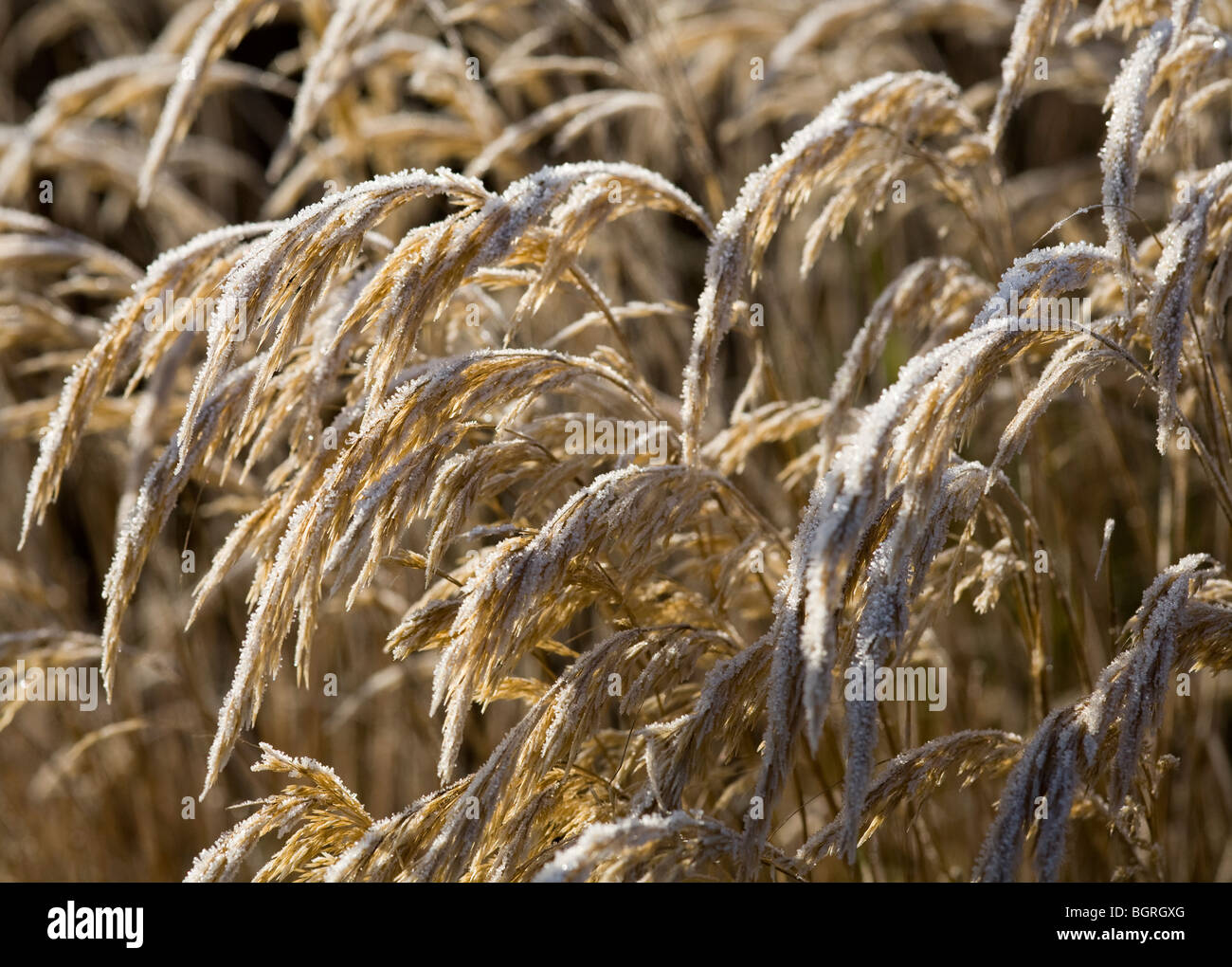 Trasformata per forte gradiente brina sulle erbe ornamentali, Gennaio 2010 Foto Stock