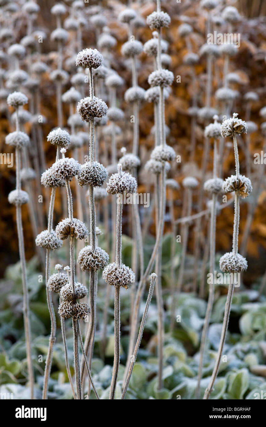 Teste di seme di Phlomis Russeliana coperto con trasformata per forte gradiente frost, Gennaio 2010 Foto Stock