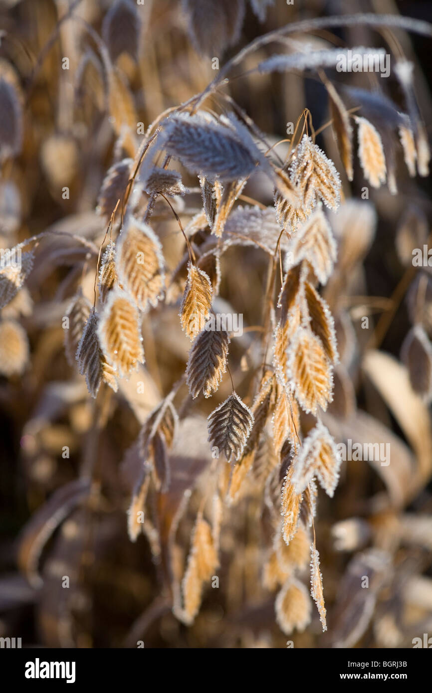 Trasformata per forte gradiente gelo su erba ornamentale, Gennaio 2010 Foto Stock