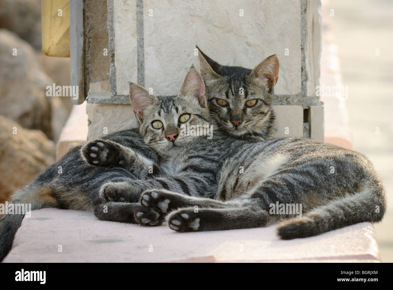 Grigio a due gattini nel sole, Limassol, Cipro Foto Stock