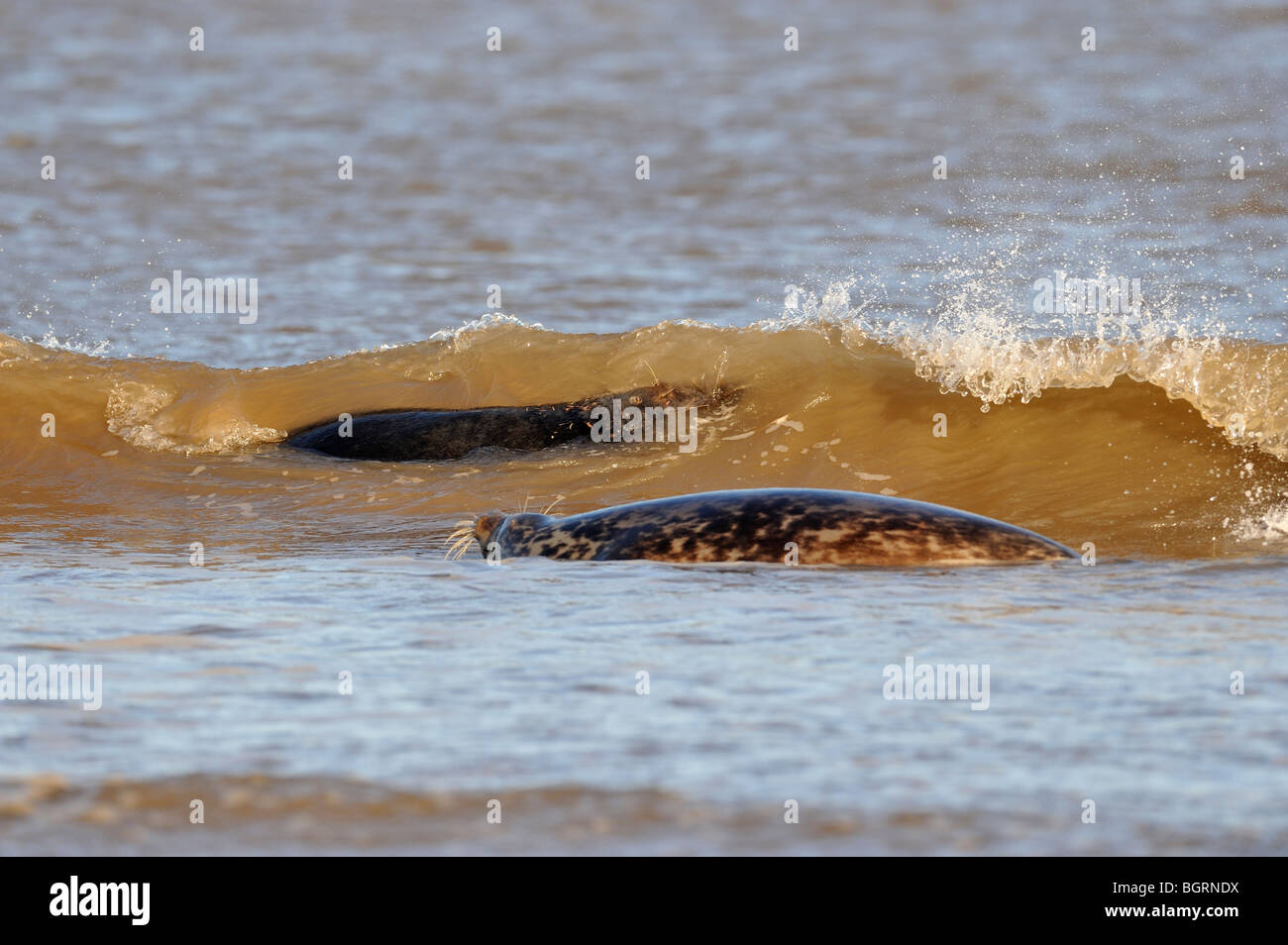 Le foche grigie Halichoerus grypus nel surf a Donna Nook. Foto Stock