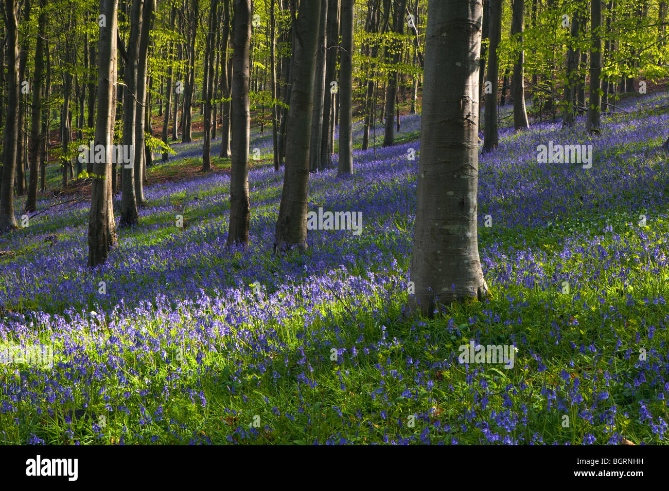 Un tappeto di Bluebells nel bosco immerso nella luce del sole Foto Stock