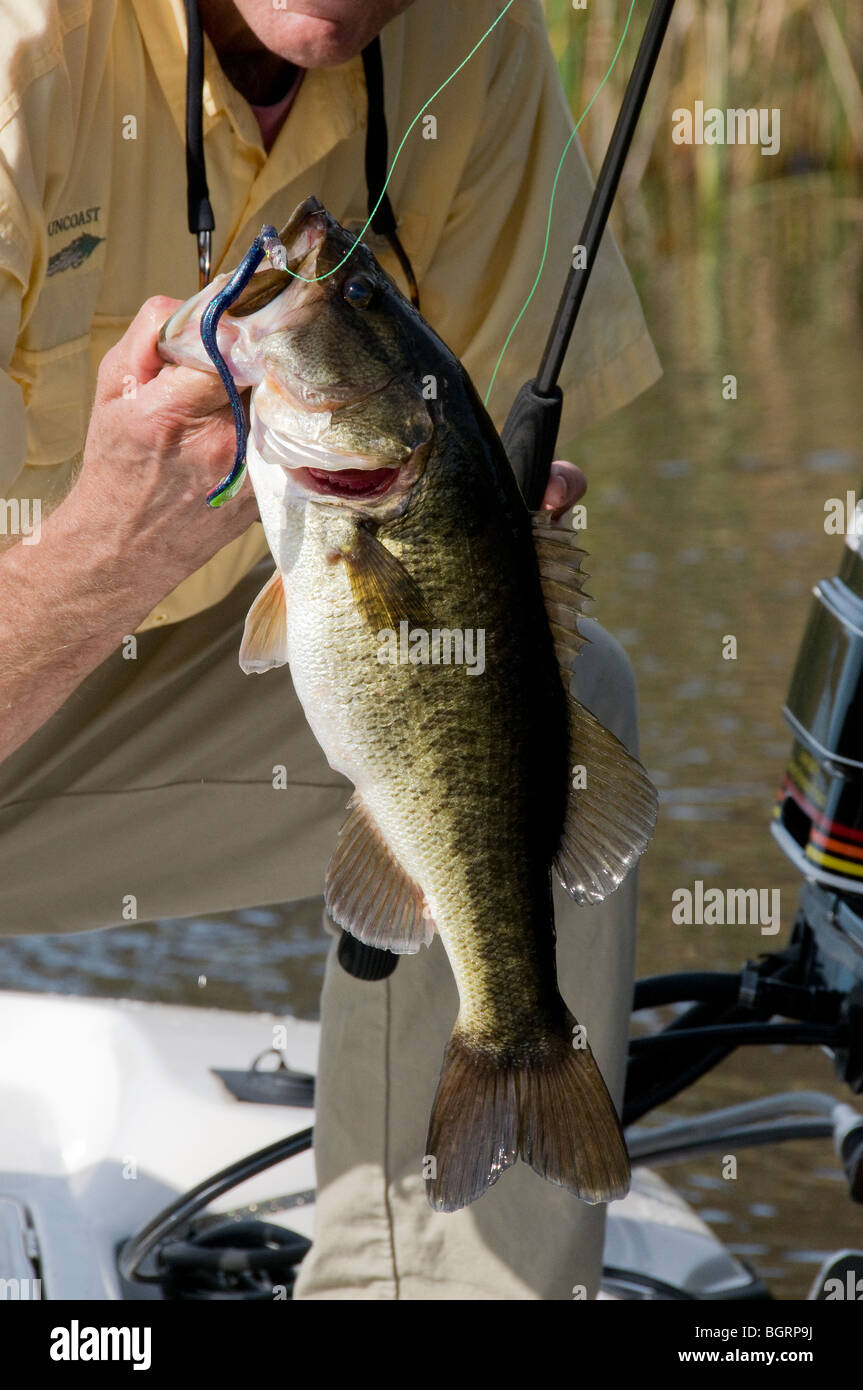 Bass angler solleva un tipico largemouth bass catturati su una vite senza fine in plastica dal lago Tarpon, un Central Florida vicino lago di Clearwater. Foto Stock