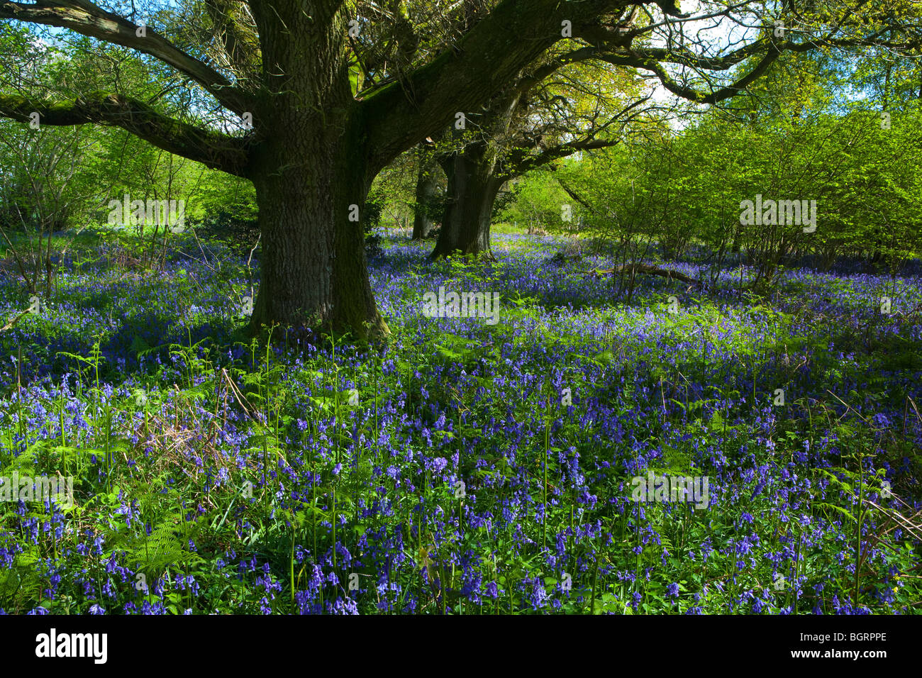 Un tappeto di Bluebells nei dintorni di coppia alberi di quercia inondata di sole Foto Stock