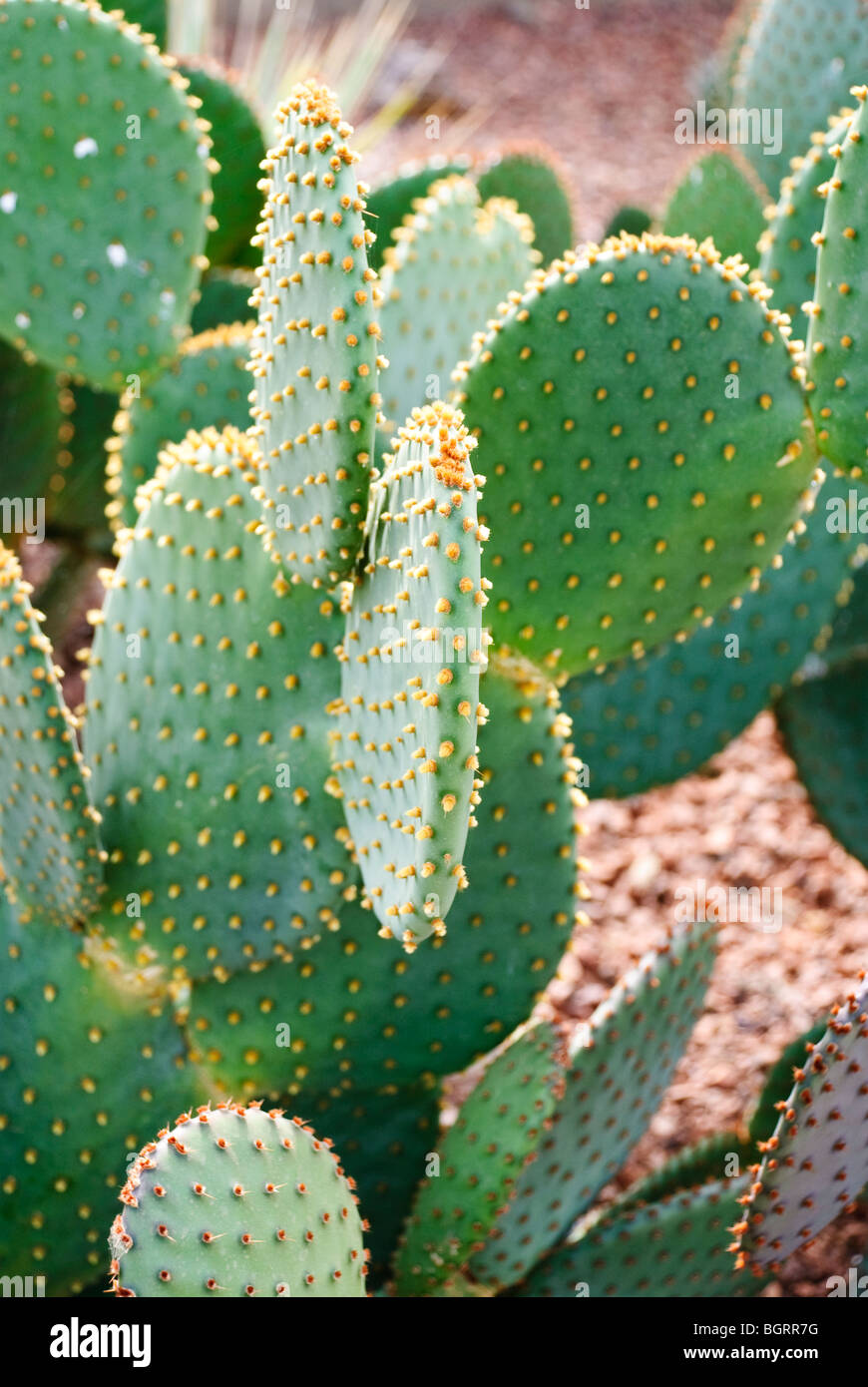 Blind Ficodindia cactus Foto Stock