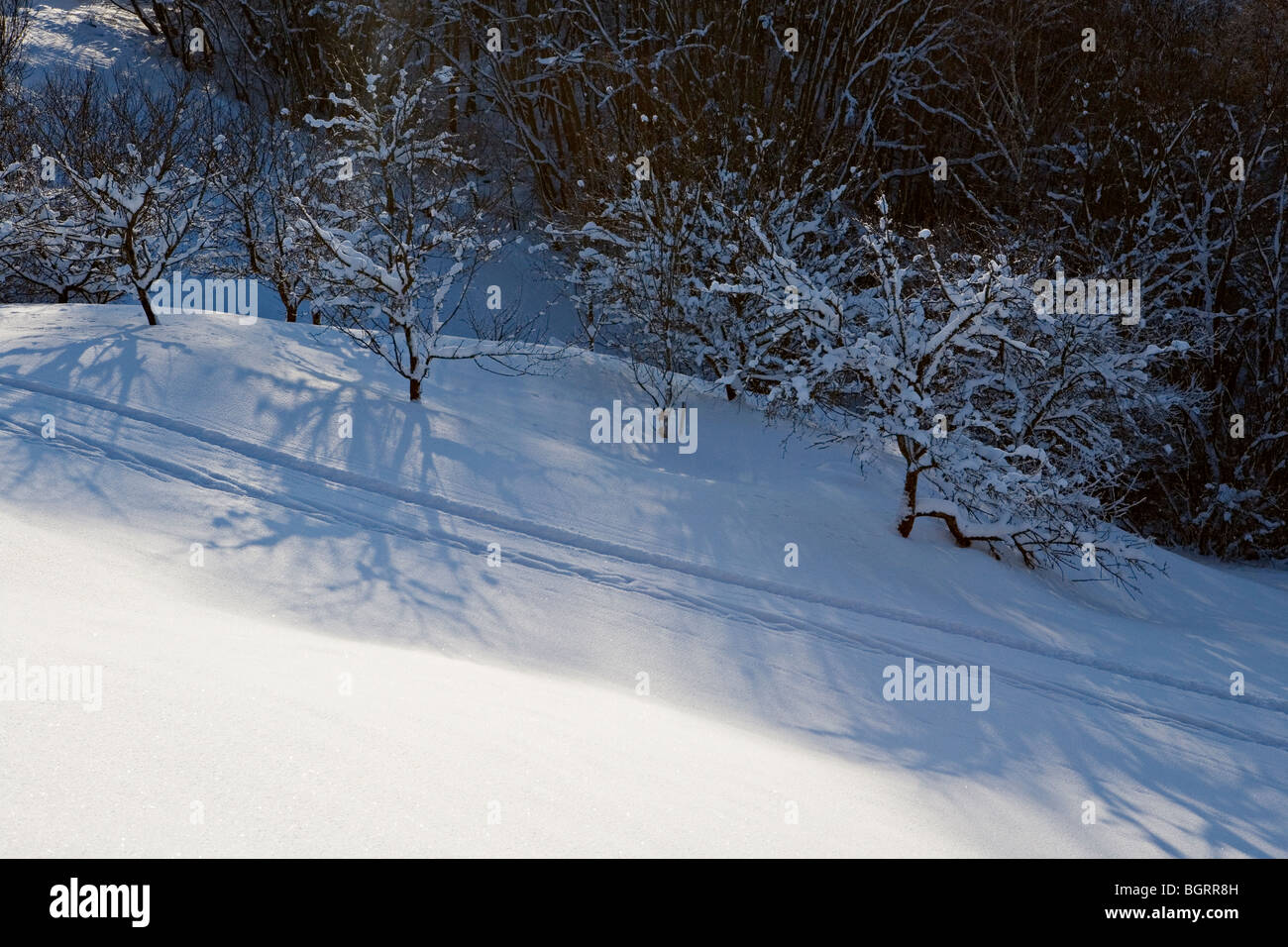 Paesaggio Winterly in Gauja National Park vicino Gudu scogliere in Vidzeme Lettonia Foto Stock