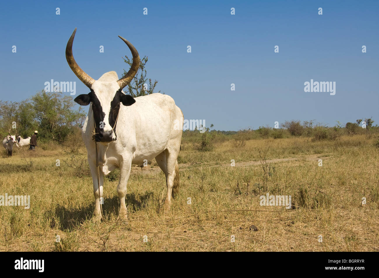 Zebù, Morondava, Madagascar Foto Stock