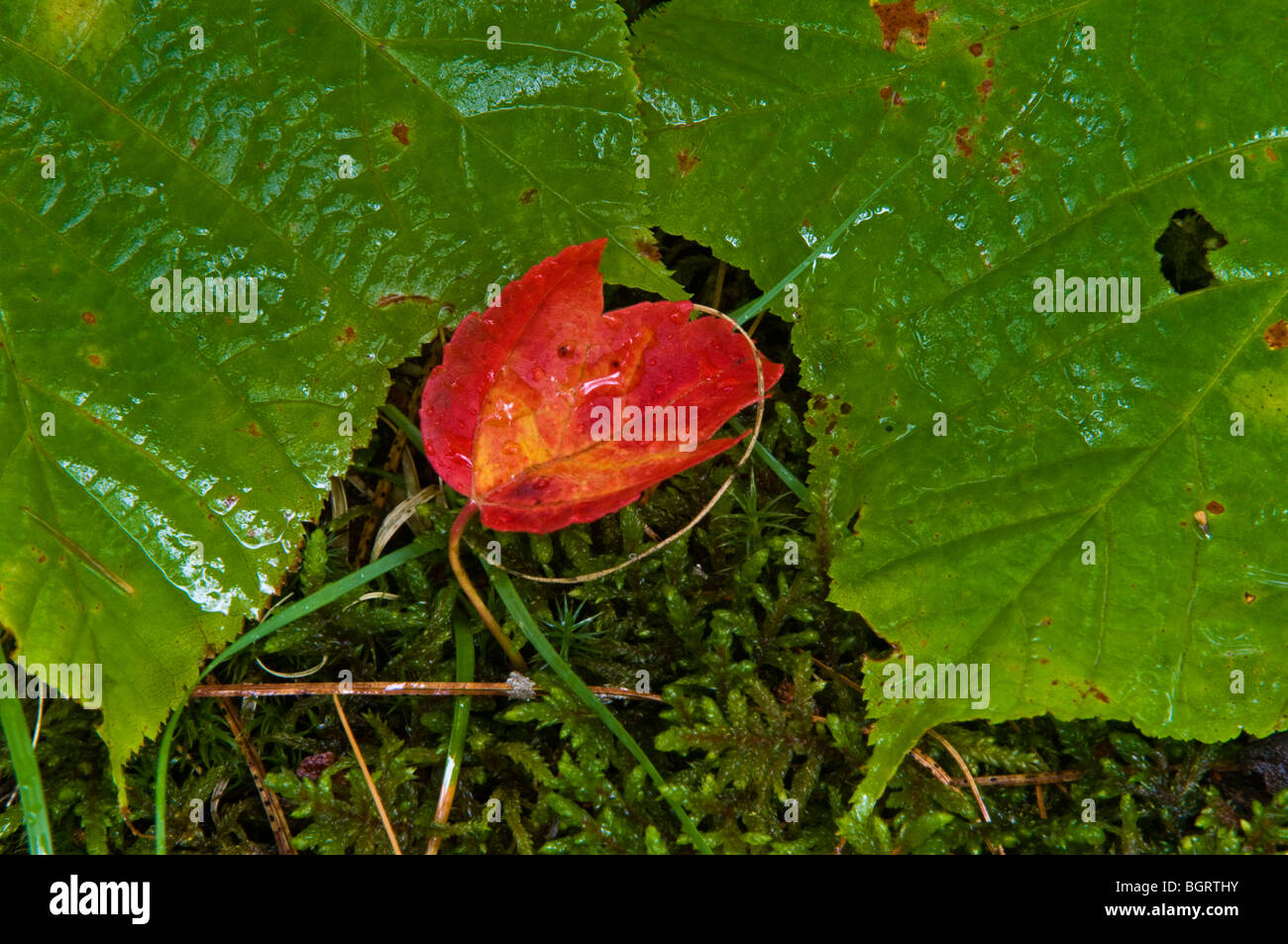 Vite foglie di acero e caduti Acero Rosso (Acer rubrum), foglie di pioggia, Killarney, Ontario, Foto Stock