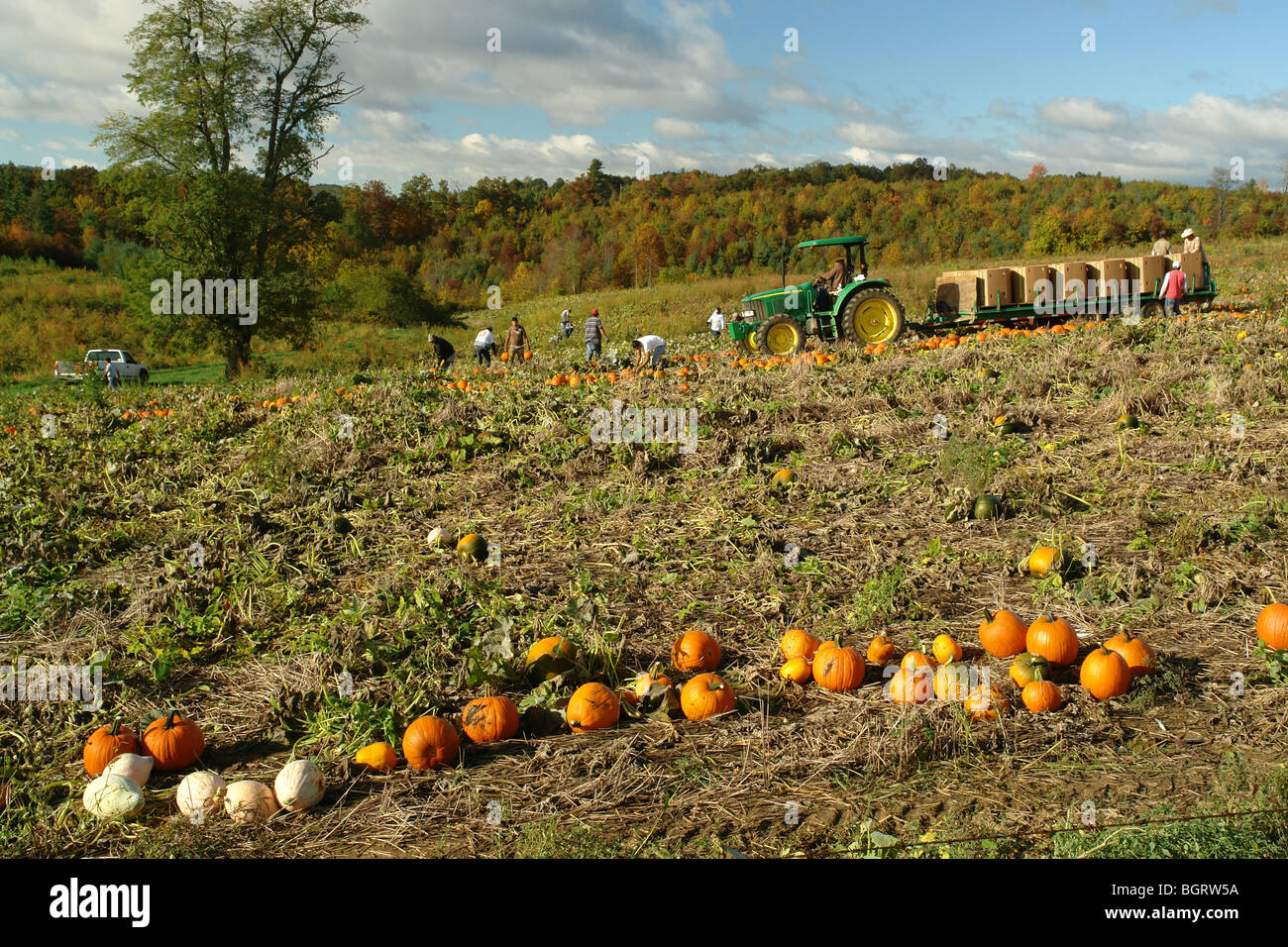 AJD62862, NC, North Carolina, raccolto di zucca Foto Stock