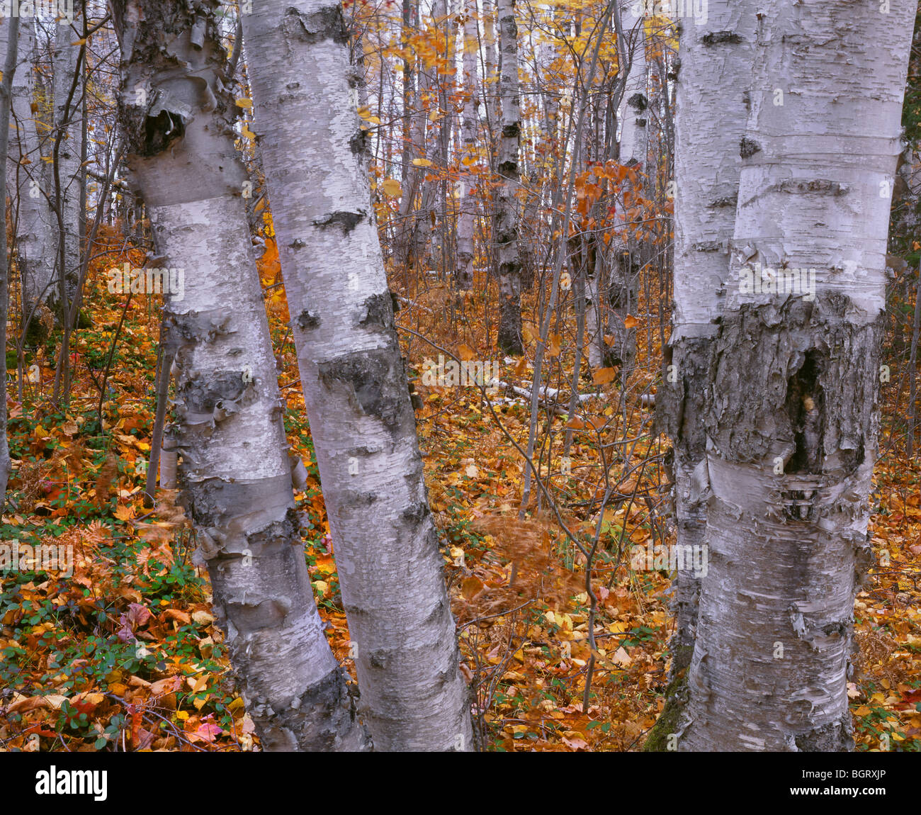 MICHIGAN - Mature betulla foresta vicino Twelvemile Beach in Pictured Rocks National Lakeshore. Foto Stock