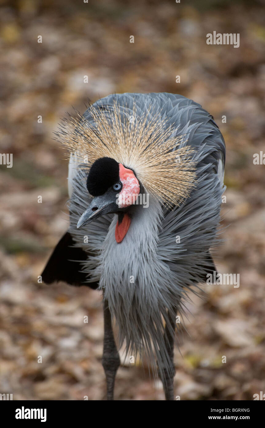 East African Crowned Crane Balearica regulorum gibbericeps al Silver Springs Florida Foto Stock