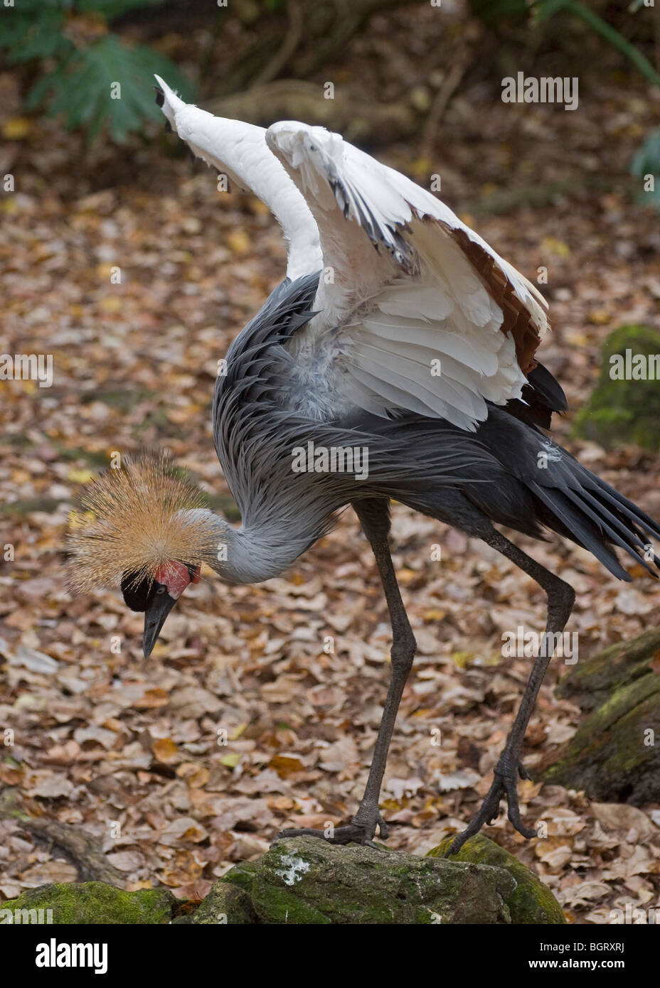 East African Crowned Crane Balearica regulorum gibbericeps al Silver Springs Florida Foto Stock