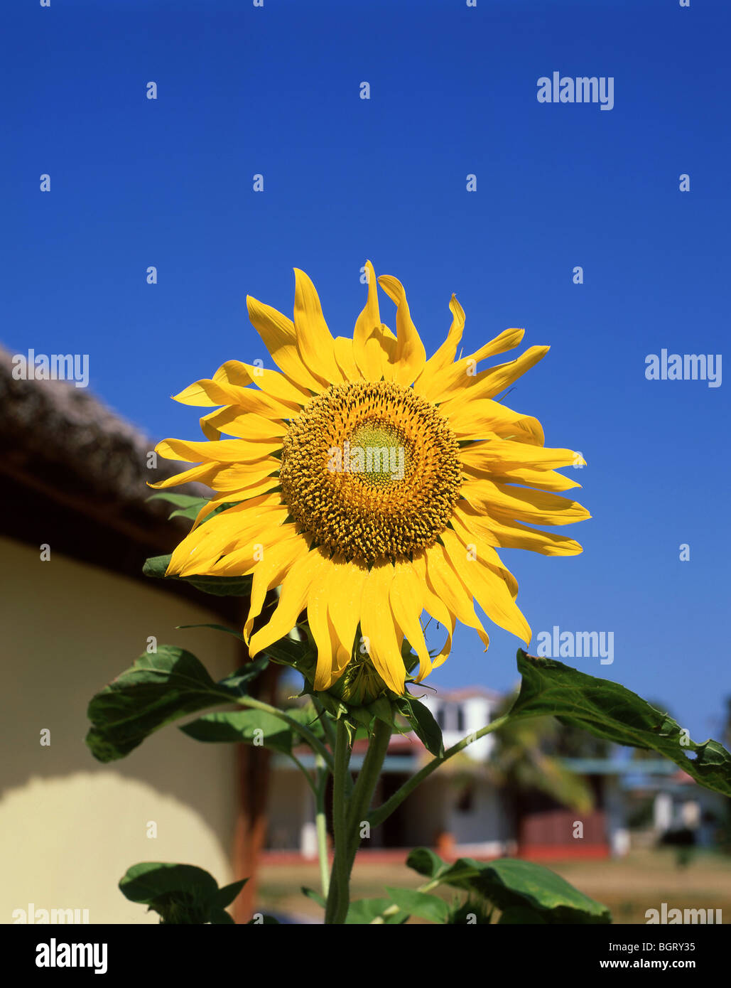 Impianto di semi di girasole, Alpes-Maritimes, Provence-Alpes-Côte d'Azur, in Francia Foto Stock