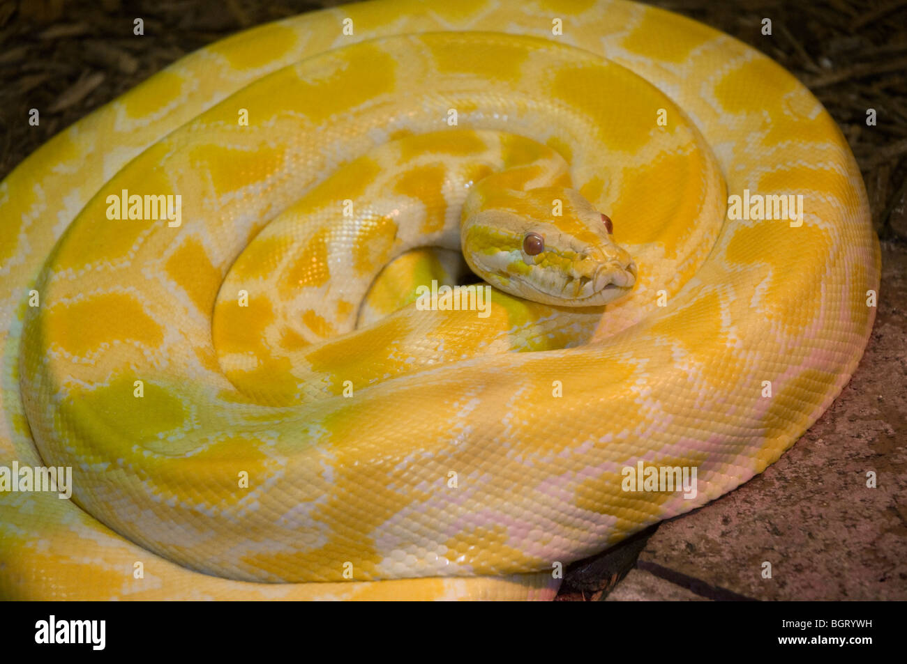 Albino pitone birmano al Silver Springs Florida Foto Stock