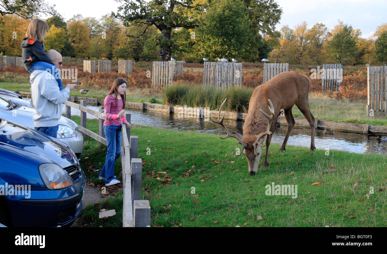 Un grande maschio stag cervo rosso passeggiate vicino a un gruppo di famiglia, Bushy Park, Richmond, Regno Unito. Foto Stock