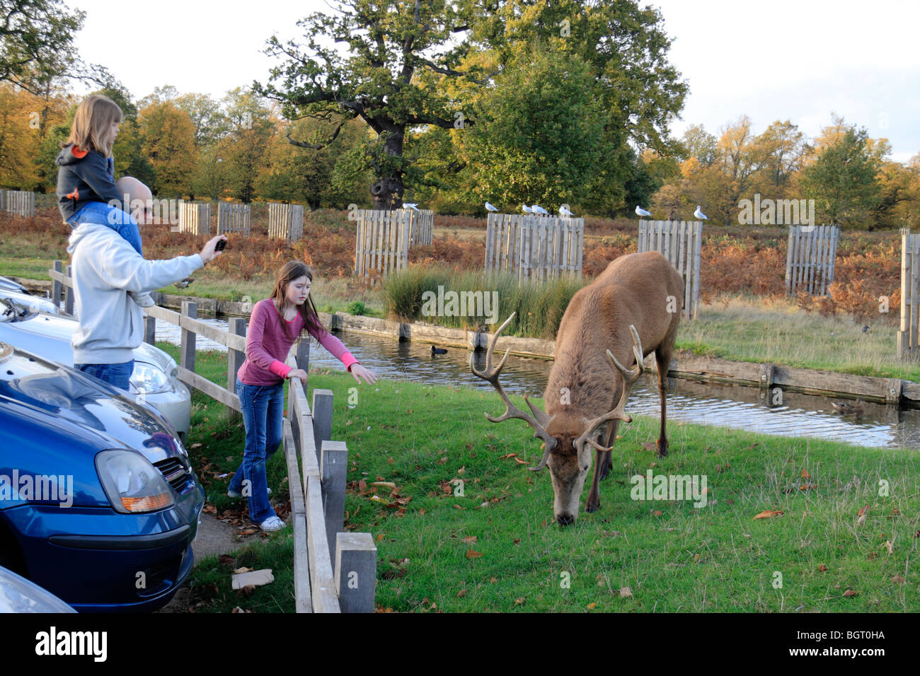 Un grande maschio stag cervo rosso passeggiate vicino a un gruppo di famiglia, Bushy Park, Richmond, Regno Unito. Foto Stock