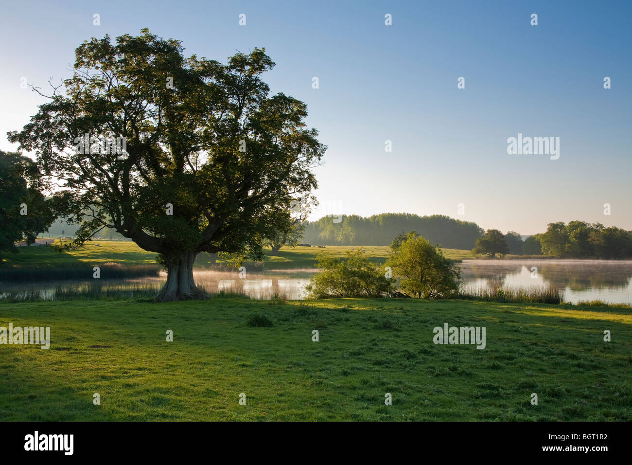 Tree confinante Fawsley lago, Daventry, Northamptonshire retroilluminati da mattina presto la luce del sole. Foto Stock