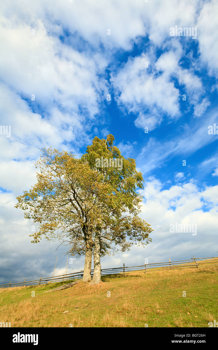 Lonely autumn tree su sky con alcune nuvole cirrus sfondo. Foto Stock