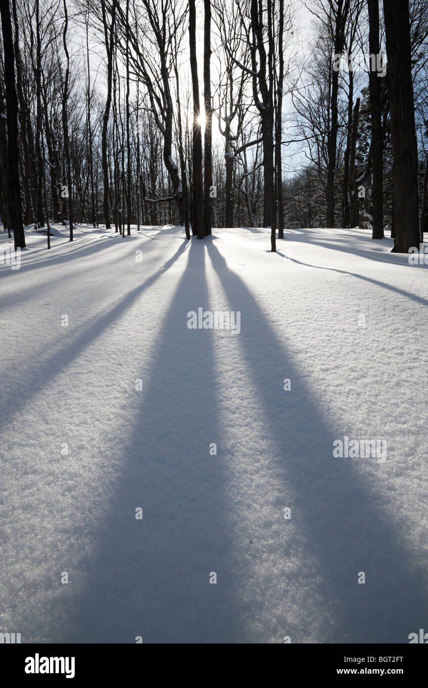 Ombre sulla neve nel bosco in un pomeriggio invernale, Meaford, Ontario, Canada Foto Stock